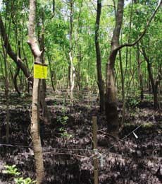 O manguezal continua preservado